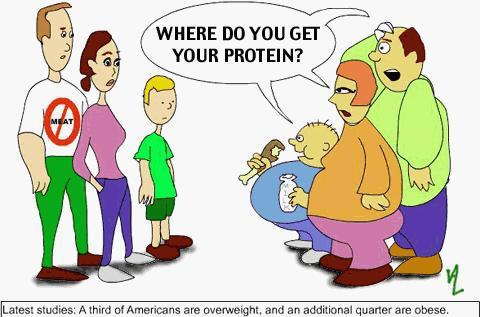Where do you get protein
